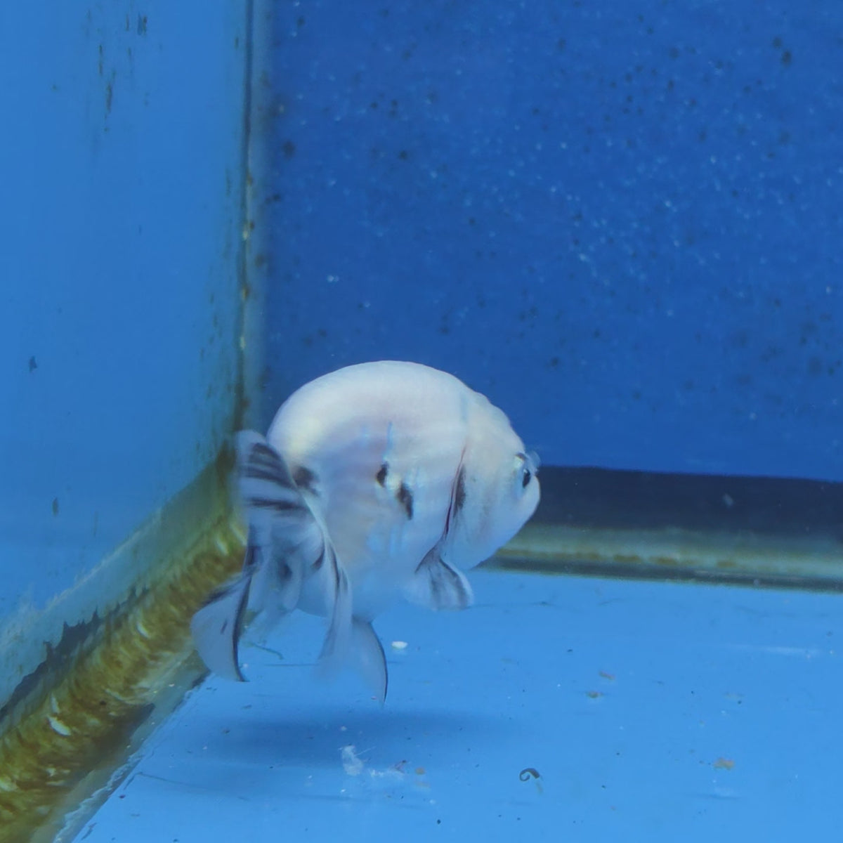 Thai Ranchu White Tiger 2.00" Body Female (FEB-870)R2B02