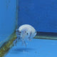 Thai Ranchu White Tiger 2.00" Body Female (FEB-870)R2B02