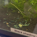 Live Freshwater Aquarium Shrimp Shadow Panda (Caridina)
