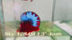 Live Male Betta Fancy Red Hellboy Startail Plakat (Sky-1284) High quality What you see What you get!!