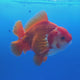 Thai Jumbo Oranda Red & White 4in Female (FEB-232)R2A13