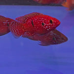 Live Freshwater Aquarium Red Balloon Jewel Cichlid(CHD-170)