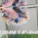 Live Male Betta Blue Grizzle Halfmoon Rosetail (Sky-1204) High quality what you see what you get!!