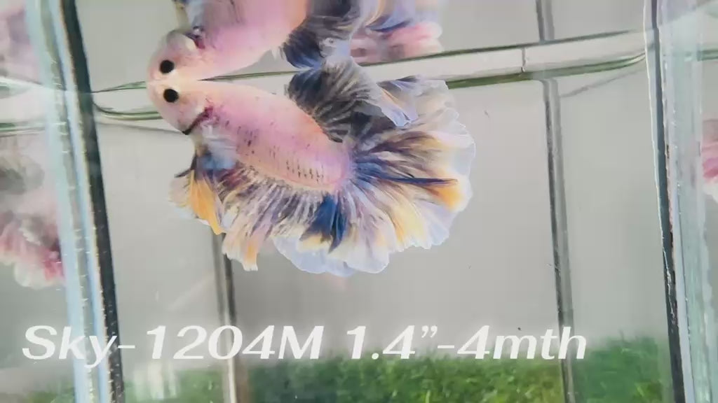 Live Male Betta Blue Grizzle Halfmoon Rosetail (Sky-1204) S140 High quality what you see what you get!!