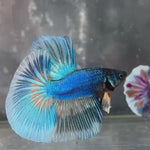Live Male Betta Blue Turquoise Yellow Mustard Over Halfmoon (TNK-A460) High quality What you see What you get!!