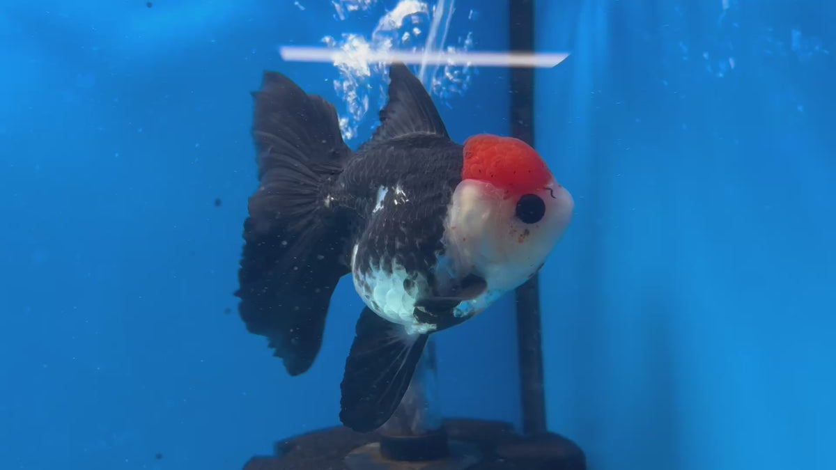 Thai Oranda Tri-Color 3” Female(CK-1630)R2B10