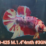 Live Male Betta Nemo Metallic Plakat (JUB-425) What you see What you get!