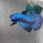 Live Male Betta Royal Blue Alien Hybrid Wild Plakat (BID-100) S284 High quality What you see What you get!!