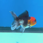 Thai Oranda Tri Color body breed 2.5" Body Female 6mths(FEB-567)R3B22
