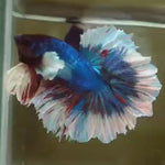 Live Male Betta Fancy marble Halfmoon Rosetail (MKP-516) High quality what you see what you get!!