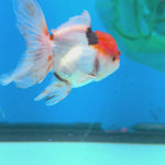 Thai Oranda Red Cap Panda Short body breed 2.5" Body male 6mths(FEB-562)R3B22