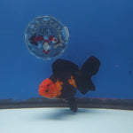 Thai Oranda Apache 3.5in Female (FEB-221)R2A16