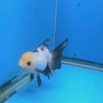 Thai Oranda Lemon Head Panda Jumbo Breed 2.8" Body Female 6mths(FEB-542)
