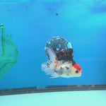 Thai Oranda Tri-Color 3.5” Male(FEB-637)R3B15