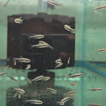 Blue Emperor Tetra (Inpaichthys kerri)