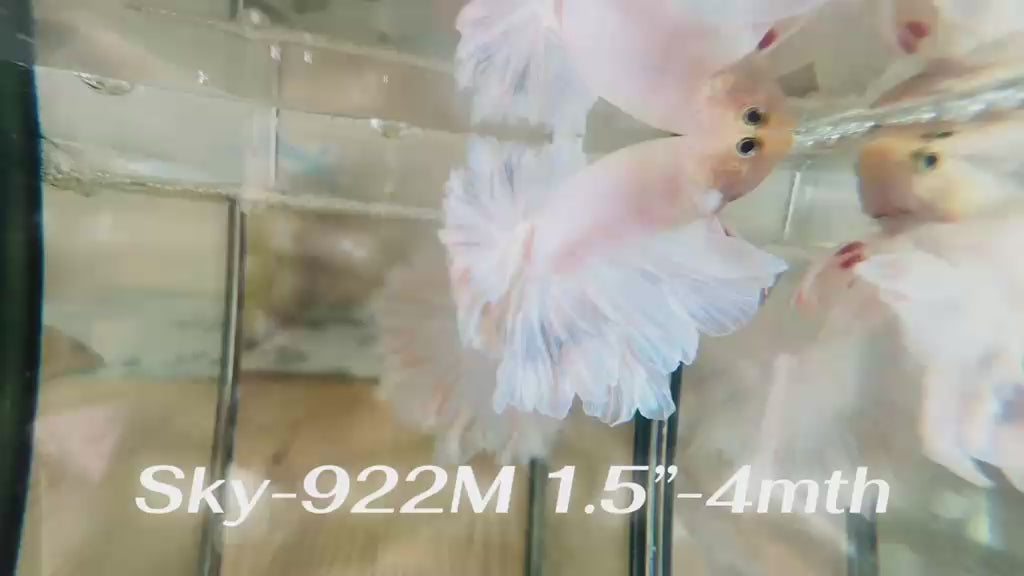 Live Male Betta Fancy Light Colors Halfmoon Rosetail (Sky-922)CUP High quality What you see What you get!!