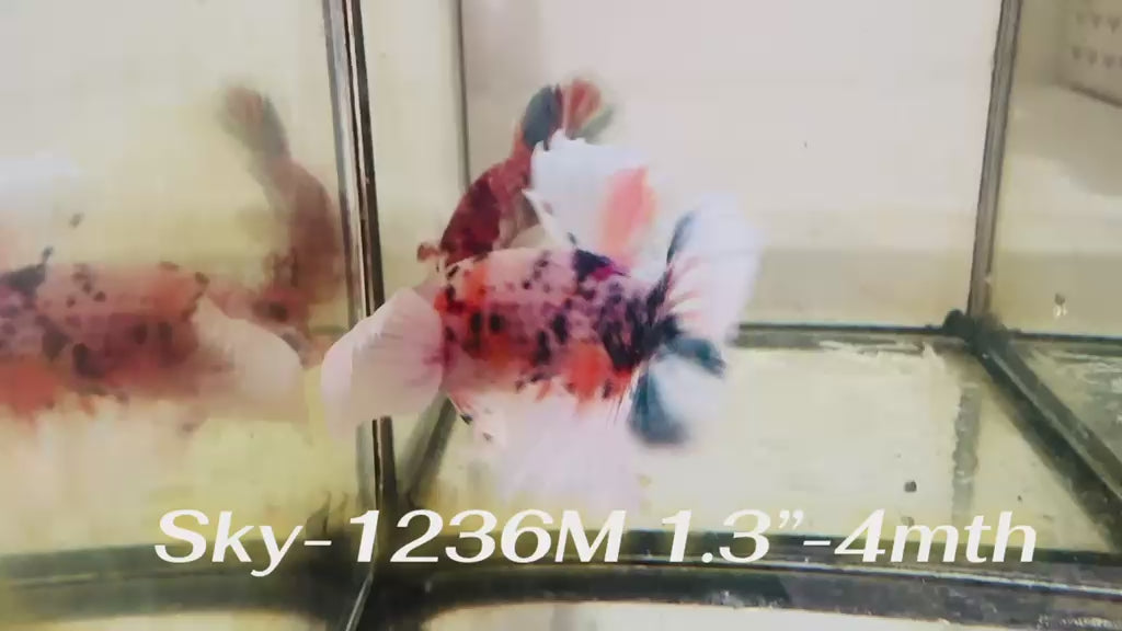 Live Male Betta Fancy Koi Dumbo big ear Plakat (Sky-1236) High quality What you see What you get!!