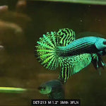 Live Male Betta Green Alien Hybrid Wild Plakat (DET-213) High quality what you see what you get!!