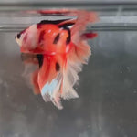 Live Male Betta Orange Nemo Koi Double tail Halfmoon (TNK-A735) High quality what you see what you get!!