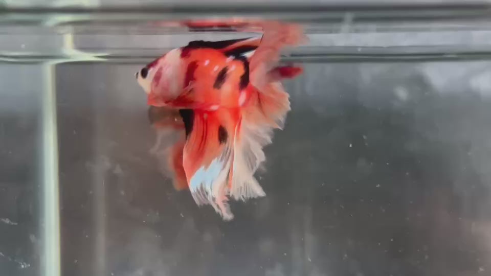 Live Male Betta Orange Nemo Koi Double tail Halfmoon (TNK-A735) S118 High quality what you see what you get!!