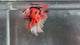 Live Male Betta Orange Nemo Koi Double tail Halfmoon (TNK-A735) S118 High quality what you see what you get!!