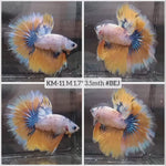 X Live Male Betta yellow Fancy marble Halfmoon (KM-11) High quality what you see What you get!