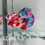 Live Male Betta Galaxy Nemo Plakat (Sky-328) High quality What you see What you get!!