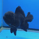 Thai Oranda Super Black 3.5" Body Male (FEB-850)R2A10