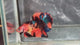 Live Male Betta Orange Black Nemo Koi Plakat (TNK-A586)S104 High quality What you see What you get!!