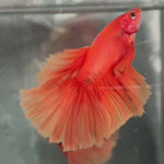 Live Male Betta Super Orange Solid color Over Halfmoon (TNK-A457) High quality What you see What you get!!