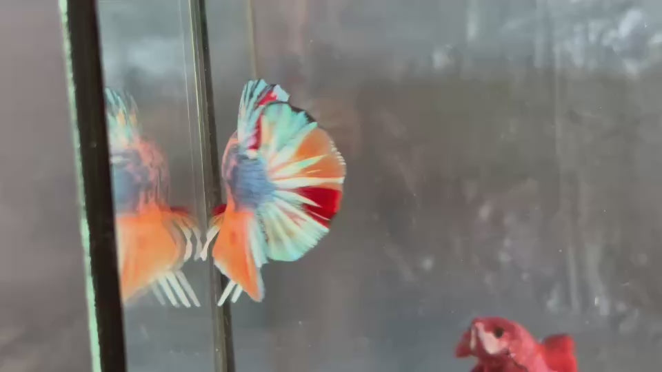 Live Male Betta Candy Nemo Mixed colors Plakat (TNK-A767) High quality What you see What you get!!
