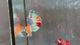 Live Male Betta Candy Nemo Mixed colors Plakat (TNK-A767) High quality What you see What you get!!