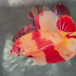 Live Male Betta Nemo Duo Colors Giants Plakat (TNK-A570) S342 High quality What you see What you get!!