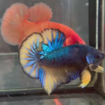 Live Male Betta Yellow Green Mustard Retro colors Bigtail Plakat (KSA-A505) High quality what you see what you get!!