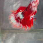 Live Male Betta Red Galaxy Koi Halfmoon (TNK-A424) High quality What you see What you get!!