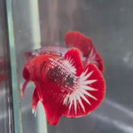 Live Male Betta Red Hellboy Startail Plakat (TNK-A703) High quality what you see what you get!!