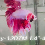 Live Male Betta Pink Lavender Halfmoon Rosetail (Sky-1207) High quality what you see what you get!!