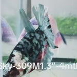 Live Male Betta Galaxy Copper Stardust Plakat (Sky-309) High quality What you see What you get!!