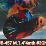 Live Male Betta Black Koi Plakat (JUB-457) What you see what you get!