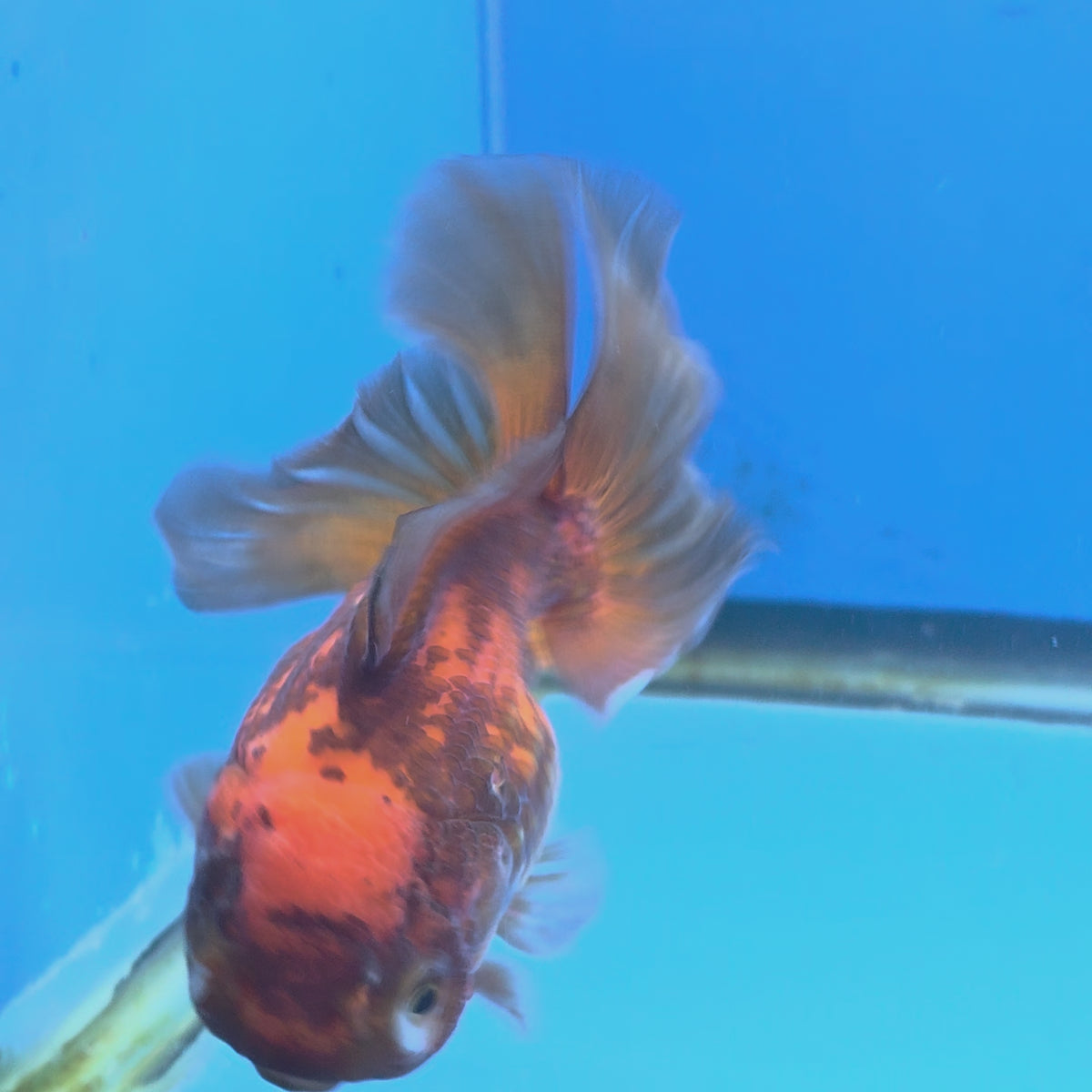 Thai Oranda Apache 3.5" Body Female (FEB-895)R2A09