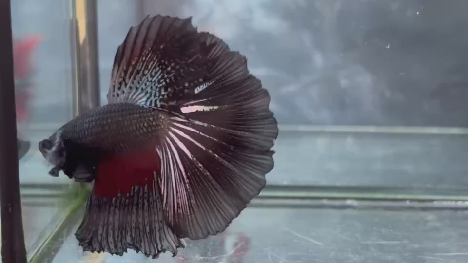 Live Male Betta Fancy Copper Dragon Dark Over Halfmoon (TNK-A850) High quality what you see what you get!!