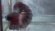 Live Male Betta Fancy Copper Dragon Dark Over Halfmoon (TNK-A850) High quality what you see what you get!!