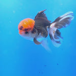 Thai Oranda Tri-Color 3.5” Female(FEB-719)R1B07