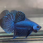Live Male Betta Blue Alien Hybrid wild Plakat (BID-68)S186✔️ High quality what you see what you get!!