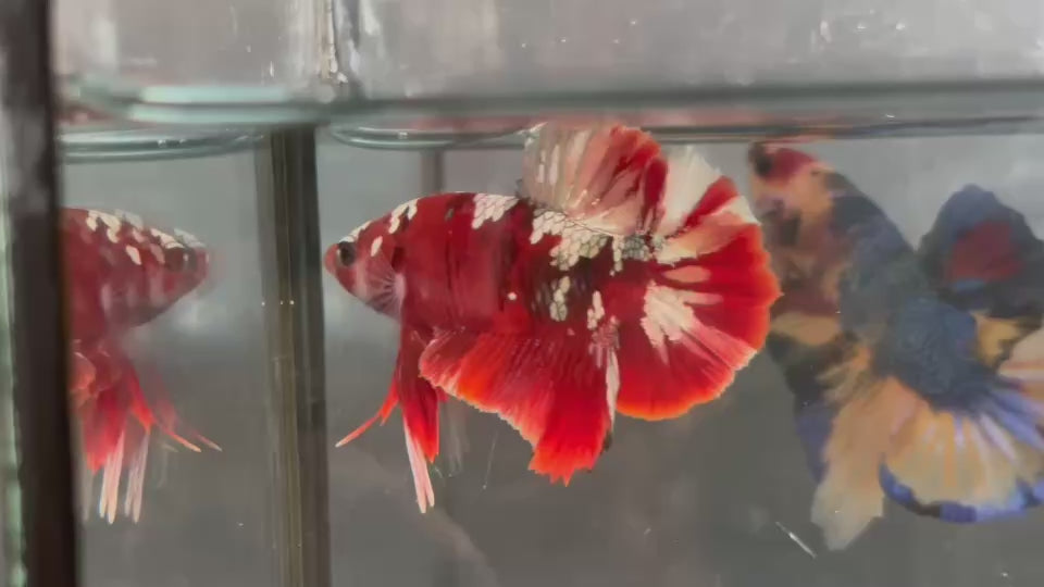Live Male Betta Red Galaxy Stardust Plakat (TNK-A827) High quality what you see what you get!!