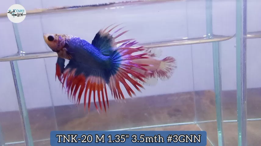 Male Betta Spider Crowntail Fancy Mix Colors Our Choice (CBM-1114)