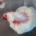 Live Male Betta Red Pink Butterfly Dumbo big ear Halfmoon (KSA-A589)High quality what you see what you get!!