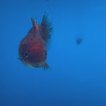 Thai Oranda Calico Yuanbao by SHOGUN 2.5” Body Female(CK-1588)R3B09