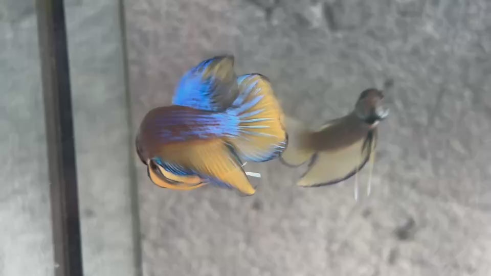 Live Male Betta yellow Blue Mustard Splendens Hybrid Wild Plakat (BID-126)S208High quality what you see what you get!