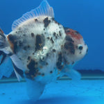 Thai Oranda Tri-Color Tiger 4" Male(NKT-CK-1568)BLUETUB-B